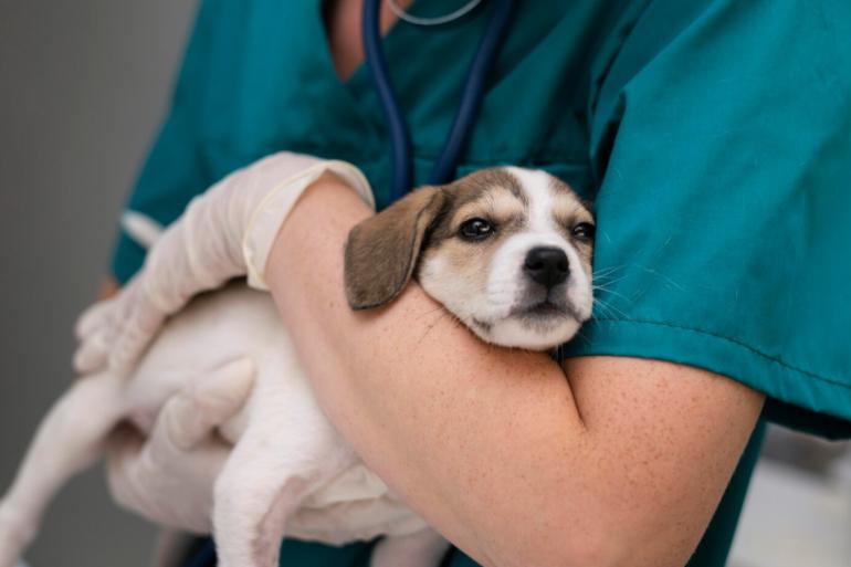 The Importance of Silence and Noise Control in Veterinary Clinics