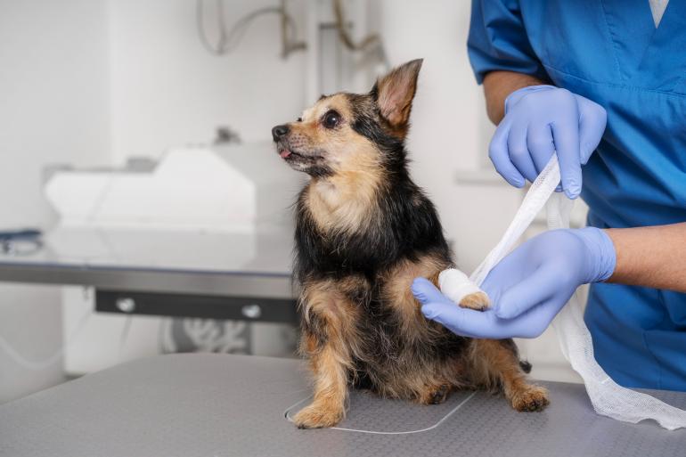 Boas práticas de higiene em clínicas veterinárias