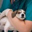 The Importance of Silence and Noise Control in Veterinary Clinics