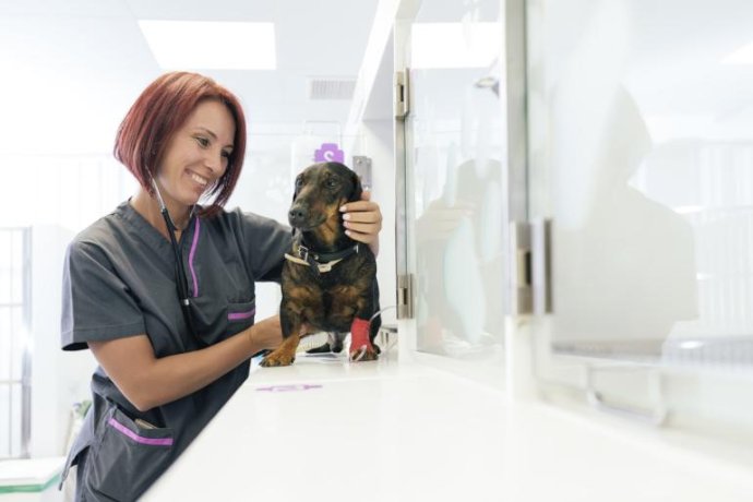 How to Optimize Space in a Veterinary Clinic or Hospital