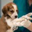 How to Reduce Stress in Animals at the Veterinary Clinic