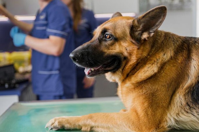 Essential equipment to open a veterinary clinic
