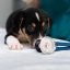 Lighting, Noise, and Organization: Factors That Influence Animal Well-Being