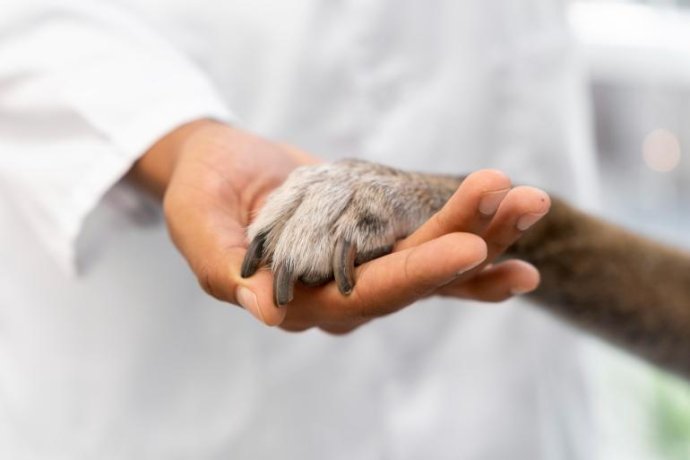 Jaulas inovadoras da PNH VET: conforto, higiene e tecnologia ao serviço do bem-estar animal