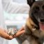 O impacto do ambiente clínico na recuperação dos animais