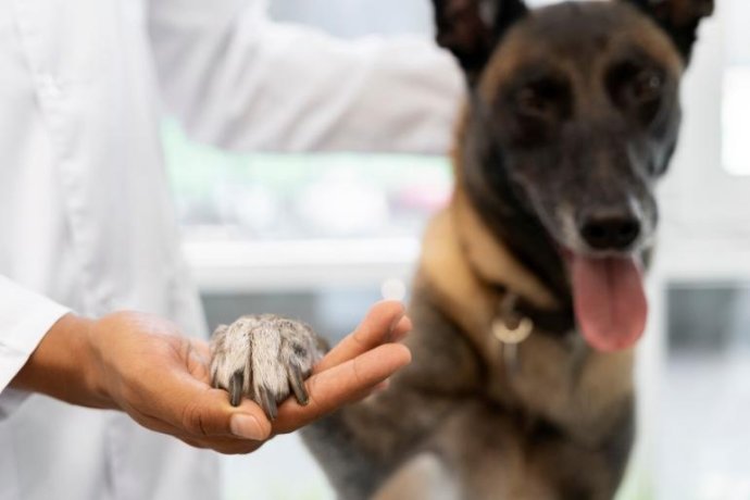 The impact of the clinical environment on animal recovery