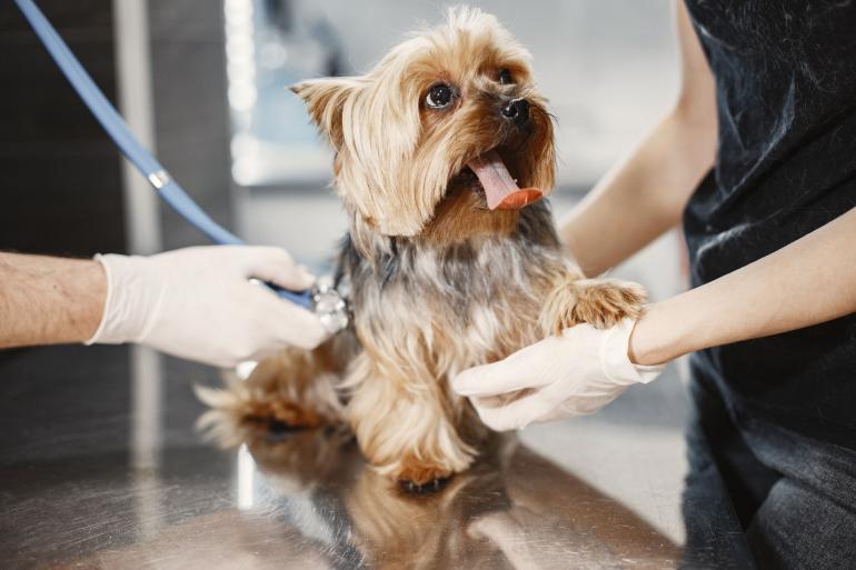 Como diferenciar uma clínica veterinária num mercado competitivo