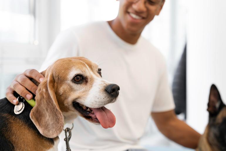How to Improve the Patient Experience in a Veterinary Clinic