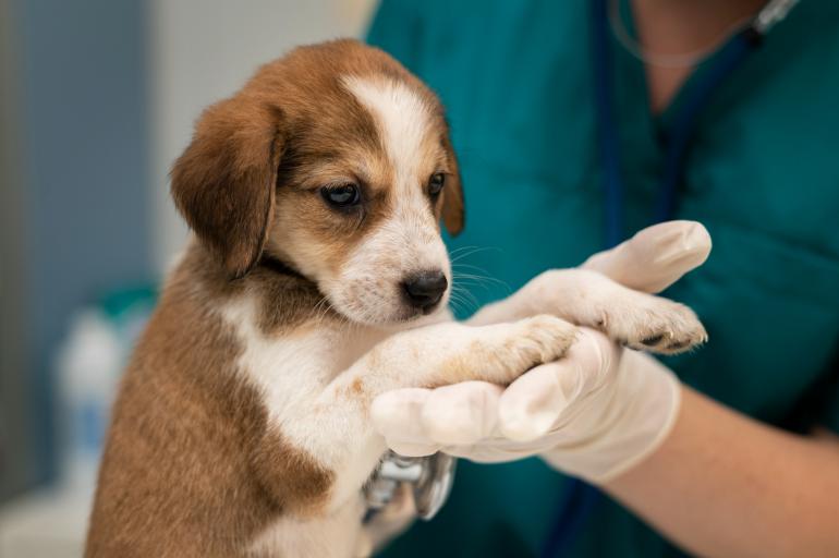 How to Reduce Stress in Animals at the Veterinary Clinic