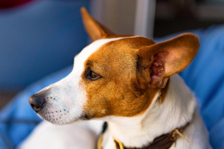 Clinical Lighting: How Light and Color Affect Animal Well-being