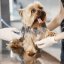 Como diferenciar uma clínica veterinária num mercado competitivo